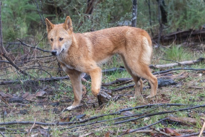 Dingo trapped in foothold trap