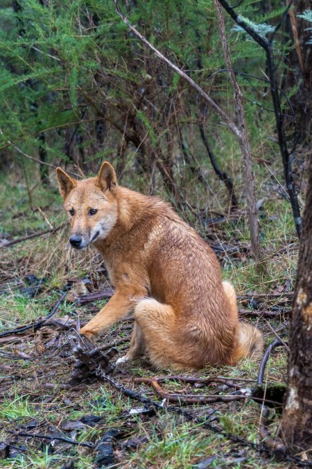 Dingo trapped in foothold trap