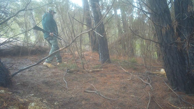 DELWP trapper approaches dingo he just shot