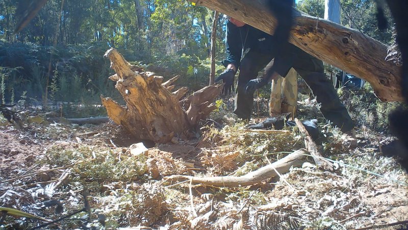 DELWP trapper retrieves his trap from dead dingo