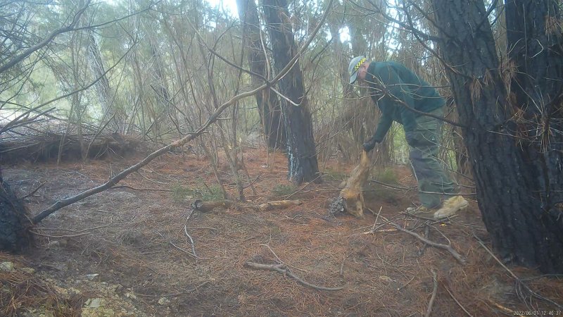 DELWP trapper retrieves his trap from dead dingo