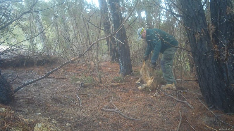 DELWP trapper retrieves his trap from dead dingo