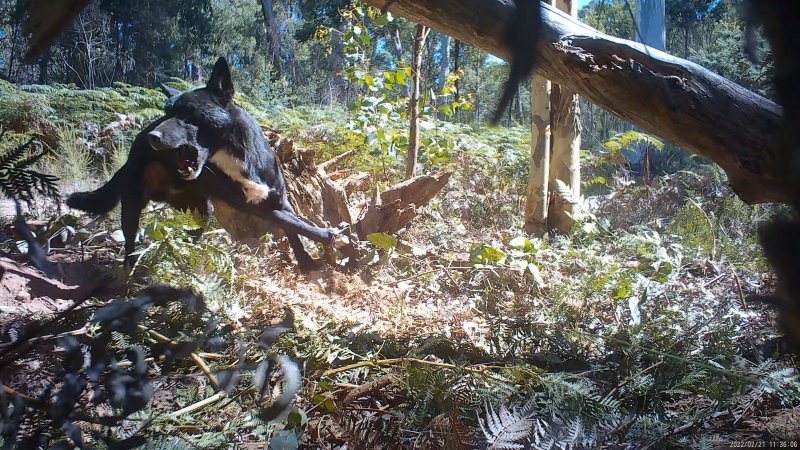 Dingo trapped in foothold trap