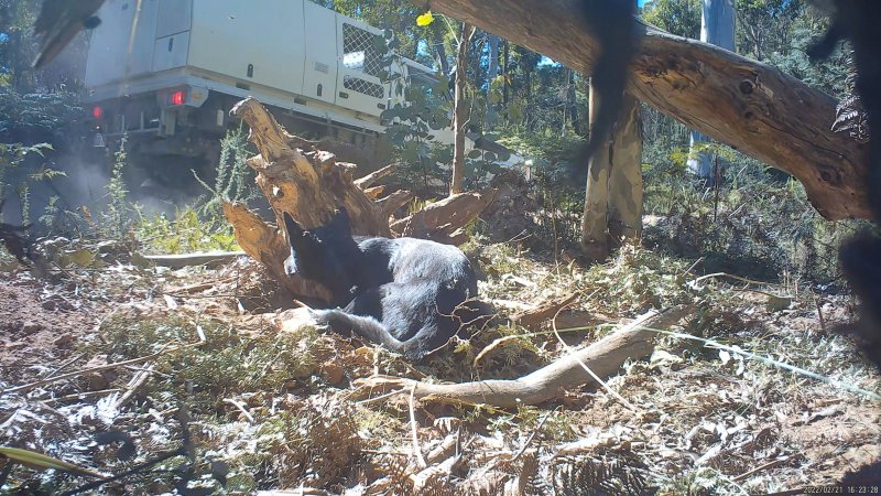 DELWP trapper's car approaches trapped dingo