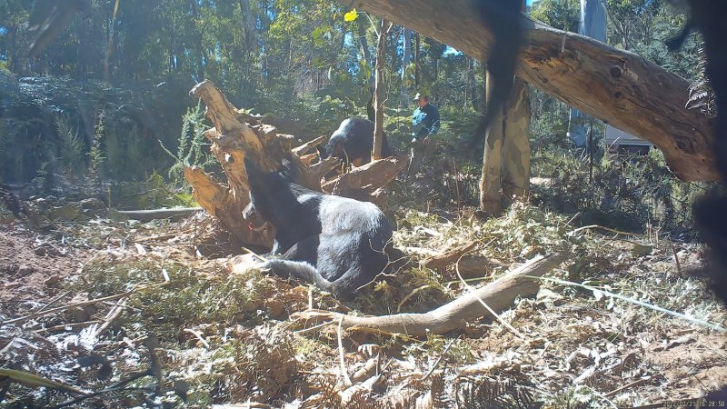 DELWP trapper and his dog approach trapped dingo