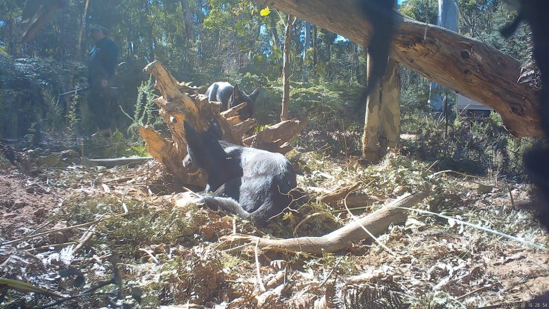 DELWP trapper with rifle approaches trapped dingo