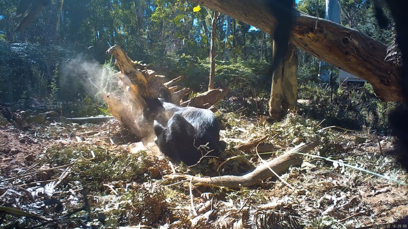 Trapped dingo shot by DELWP trapper