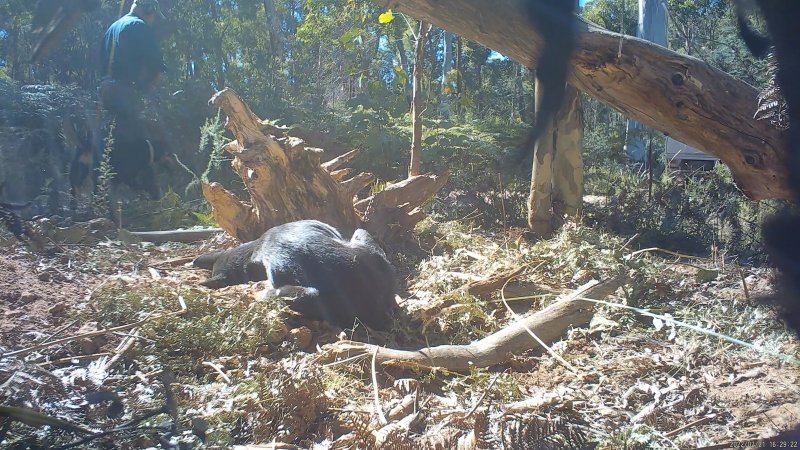 DELWP trapper walks away after shooting trapped dingo