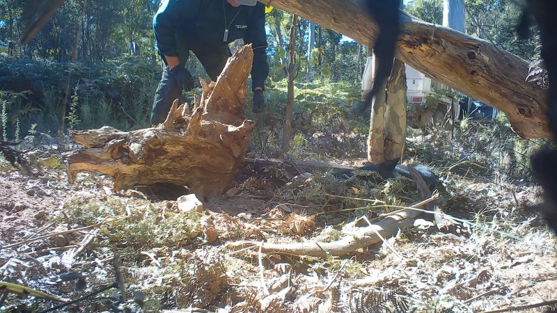DELWP trapper cleans up trap after shooting dingo
