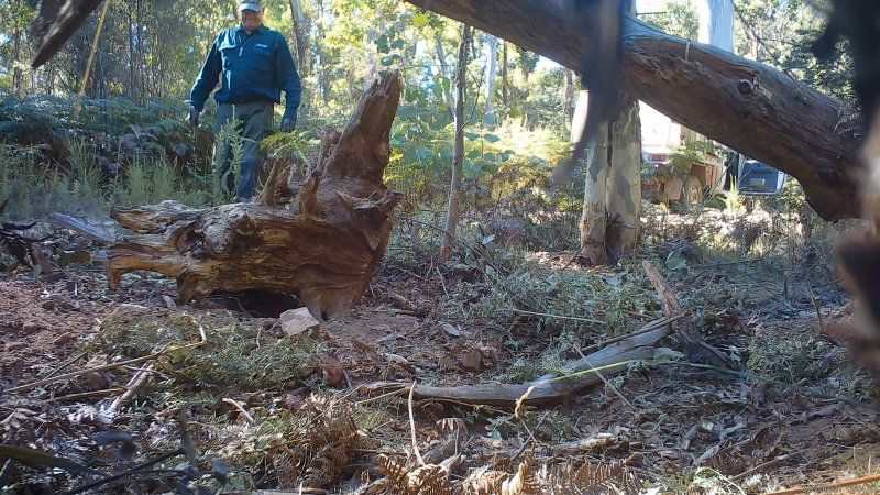 DELWP trapper cleans up trap after shooting dingo