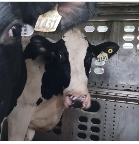 Dairy cows with numbers as names