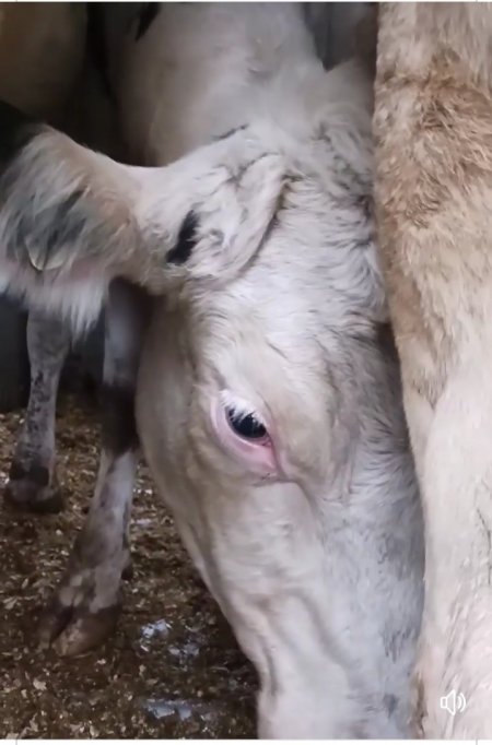 Dairy cows with numbers as names