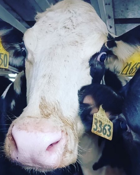 Dairy cows with numbers as names