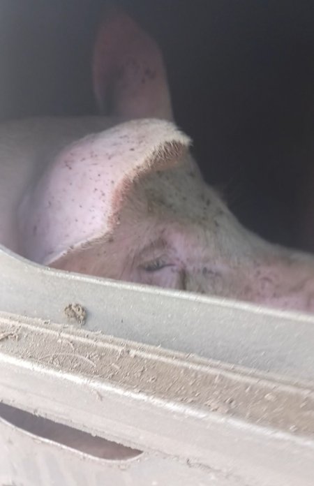 Pigs unroute to slaughterhouse