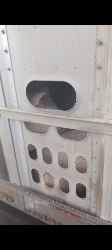 Pigs unroute to slaughterhouse