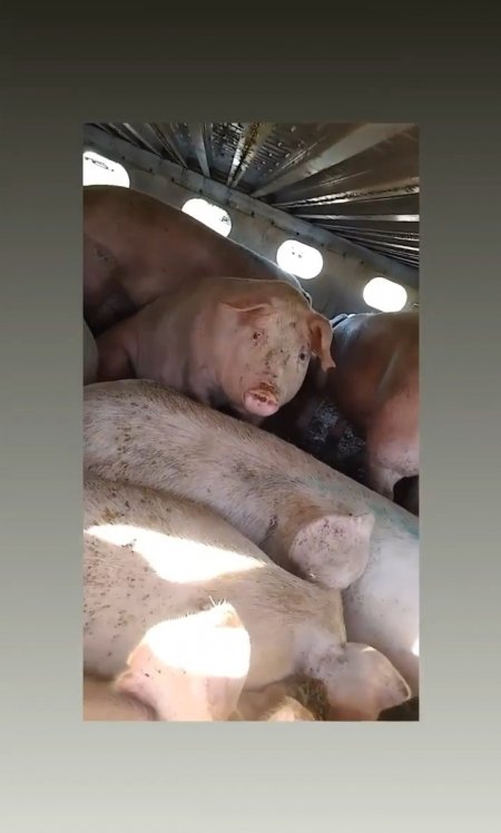 Pigs unroute to slaughterhouse