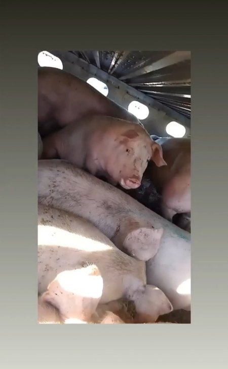 Pigs unroute to slaughterhouse