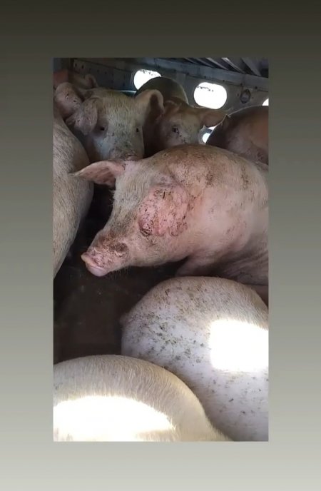 Pigs unroute to slaughterhouse