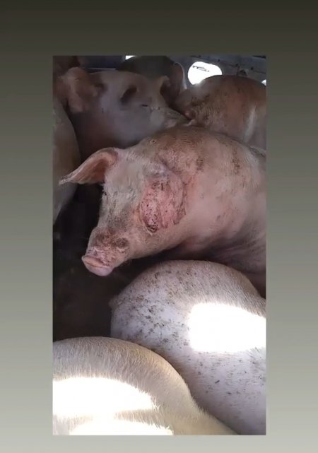 Pigs unroute to slaughterhouse