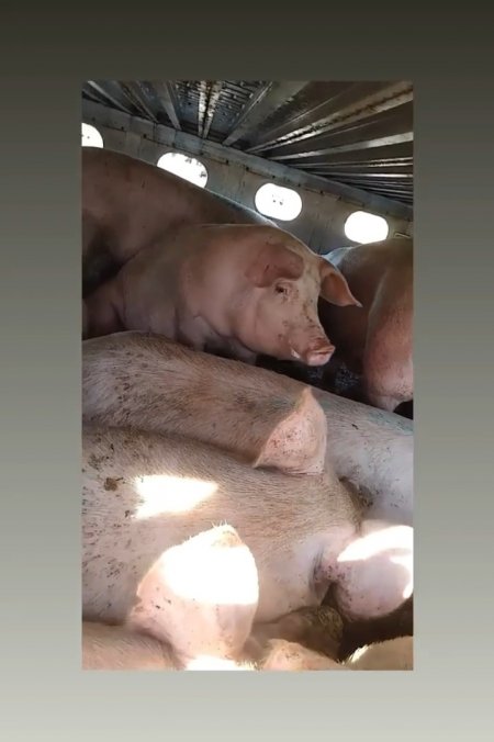 Pigs unroute to slaughterhouse