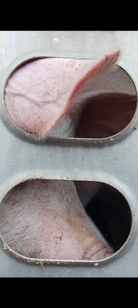 Pigs unroute to slaughterhouse