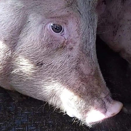 Pigs unroute to slaughterhouse