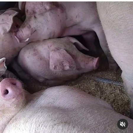 Pigs unroute to slaughterhouse