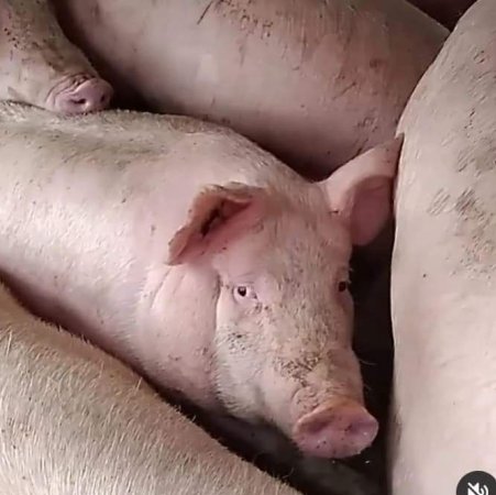 Pigs unroute to slaughterhouse