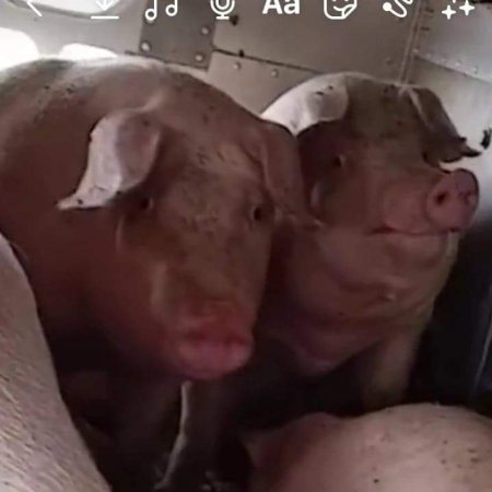 Pigs unroute to slaughterhouse