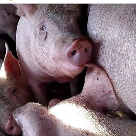 Pigs unroute to slaughterhouse