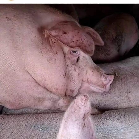 Pigs unroute to slaughterhouse