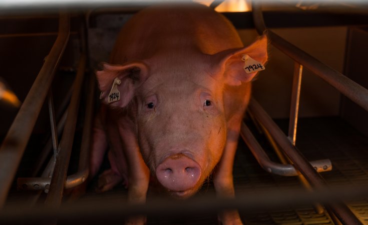 Sow in farrowing crate looking at camera