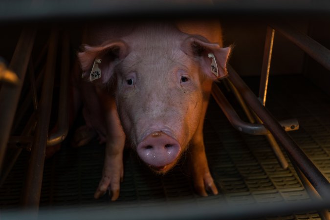 Sow in farrowing crate looking at camera