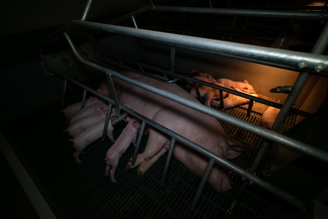 Sow lying down in farrowing crate with piglets