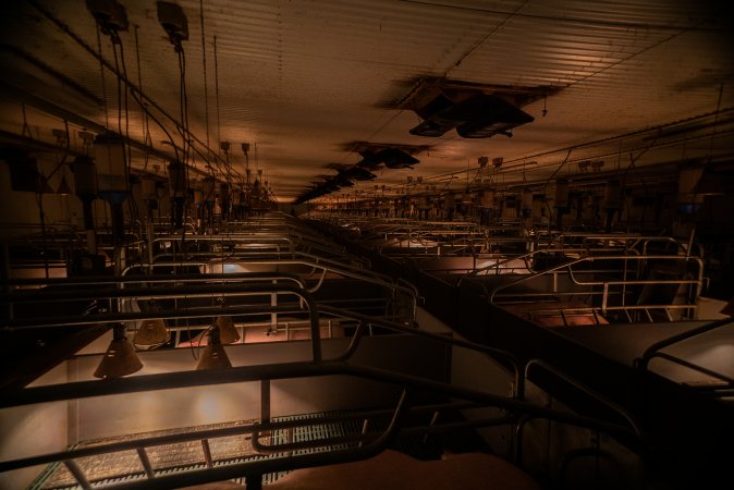 Looking across farrowing crates in large shed