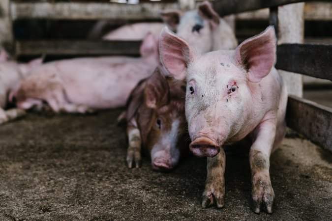 Piglets at McDougalls Saleyards