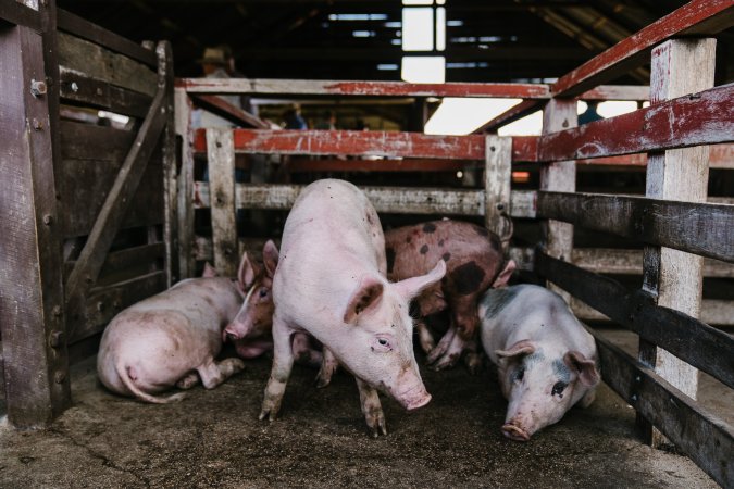 Pigs at McDougalls Saleyards