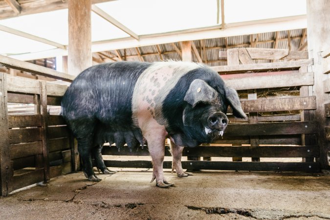 Sow with over-grown hooves at McDougalls Saleyards