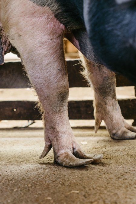 Pig with over-grown hooves at McDougalls Saleyards