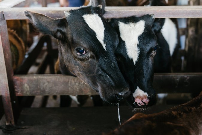 Calves at McDougalls Saleyards