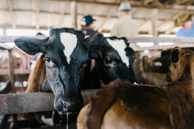 Calves at McDougalls Saleyards