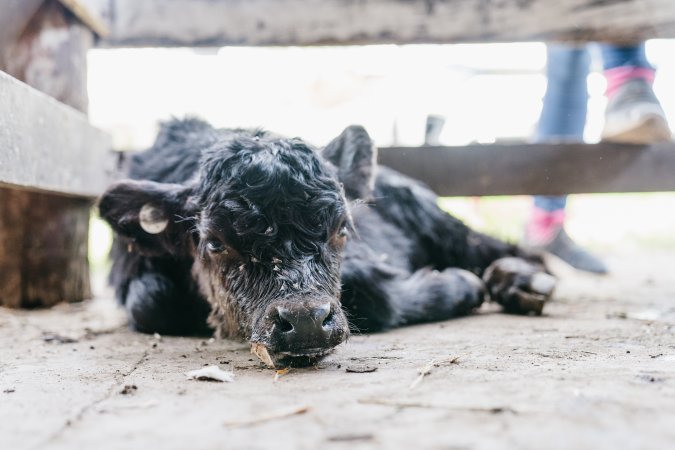 Young calf at McDougalls Saleyards