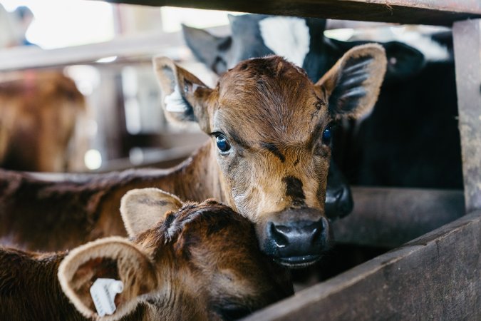 Calves at McDougalls Saleyards