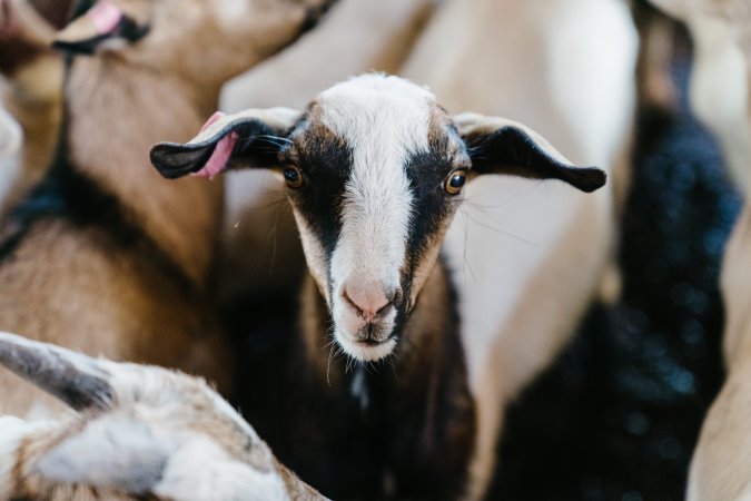 Goats at McDougalls Saleyards