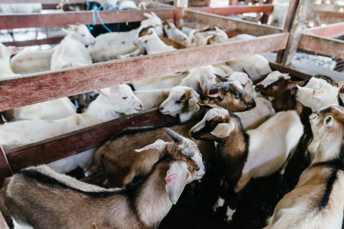 Goats at McDougalls Saleyards