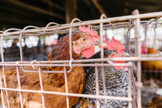 Chickens in wire cages at McDougalls Saleyards