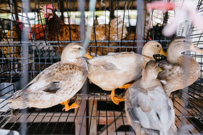 Ducks in wire cages at McDougalls Saleyards