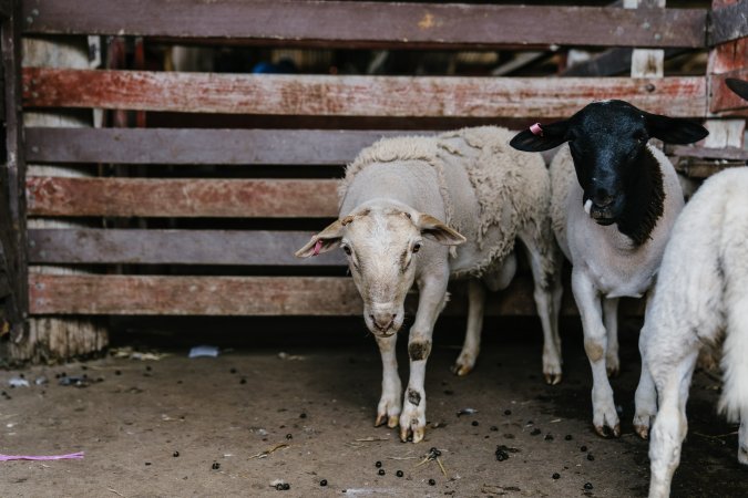 Sheep at McDougalls Saleyards