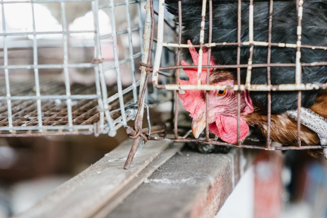 Chickens in wire cages at McDougalls Saleyards