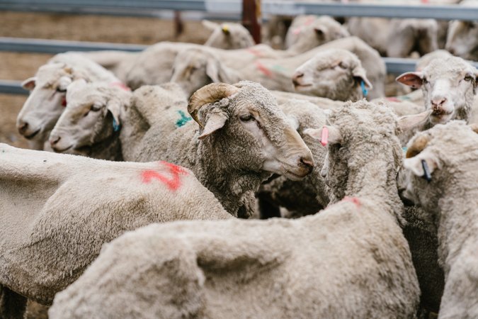 Sheep at Warwick Saleyard